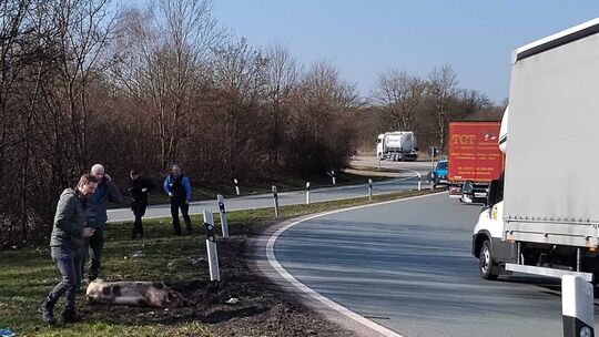 Ein Schwein hat am Mittwochmittag den Verkehr auf der A3-Auffahrt Limburg aufgehalten.