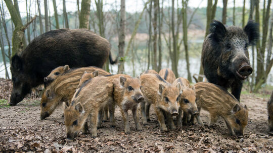 Die Wildschweinpopulation nimmt immer weiter zu. Die Tiere zieht es dorthin, wo sie sich sicher fühlen und sie genug Nahrung fin