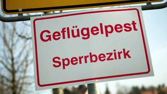 Geflügelpest Geflügelpest