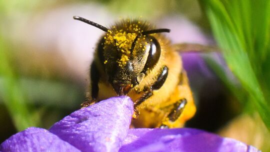 Mit Blütenstaub überzogene Biene sitzt an einem Krokus