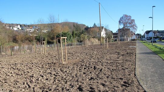 In Erpel an der Heisterer Straße kann man sich jetzt anschauen, wie eine höherwertige Bepflanzung für eine Ausgleichsfläche auss In Erpel an der Heisterer Straße kann man sich jetzt anschauen, wie eine höherwertige Bepflanzung für eine Ausgleichsfläche auss