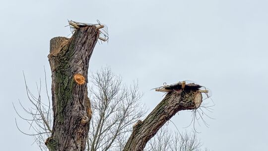 Auf diesen Konstruktionen sollen die Störche brüten: Westnetz ließ Pappeln so vorbereiten, dass sie als naturnahe Nistplätze die