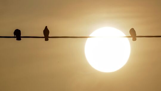 Saharastaub - trübe Sonne am grauen Himmel