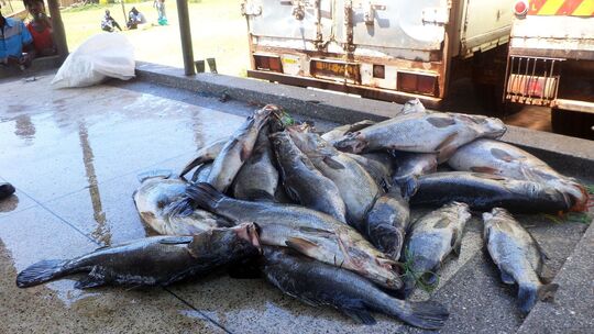 Invasive große Tiere in Seen: Jede zweite Art macht Probleme