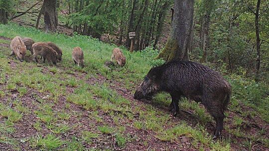 Eine Bache mit ihren Frischlingen auf Futtersuche.