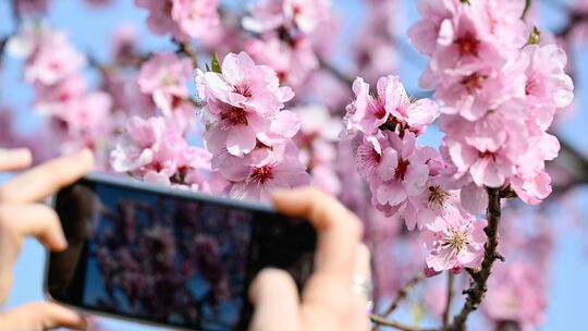 Mandelblüte in der Pfalz