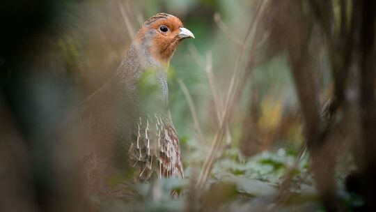 Rebhuhn-Kartierung in MV gestartet Rebhuhn-Kartierung in MV gestartet