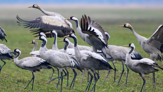 Im Kreis Ahrweiler rasten die Zugvögel zum Beispiel an Flussauen und Feuchtflächen sowie an künstlichen Gewässern wie Baggerseen Im Kreis Ahrweiler rasten die Zugvögel zum Beispiel an Flussauen und Feuchtflächen sowie an künstlichen Gewässern wie Baggerseen