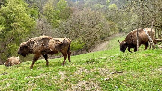 Die einmalig schöne Landschaft ist einer der Gründe für die hohe Anziehungskraft des Wildparks in Gackenbach. Jetzt wurde ein Wi