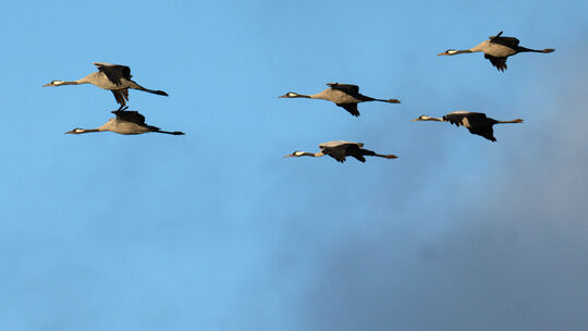 Bislang kann man nur vermuten, warum die Kraniche über der Burgruine Landskrone in Bad Neuenahr-Ahrweiler ihre Formation auflöse