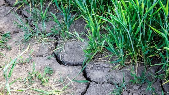 Risse im trockenen Boden eines Feldes