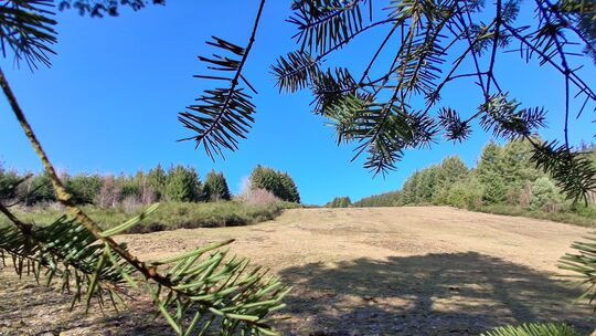Am Idarkopf soll ein Bikepark entstehen, doch die Planungen sind ins Stocken geraten.