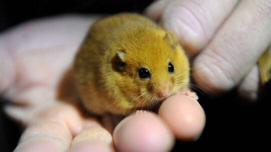 Tiere wie die Haselmaus müssen umgesiedelt werden, bevor mit dem Bau des A1-Lückenschlusses begonnen werden kann.