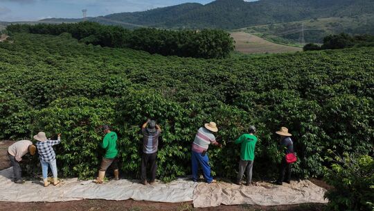 Kaffeeanbau in Brasilien