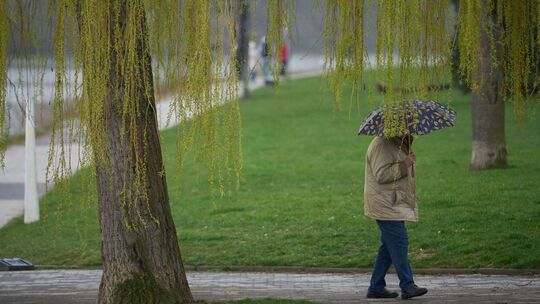 Ein Mann spaziert bei Regen durch die Koblenzer Rheinanlagen