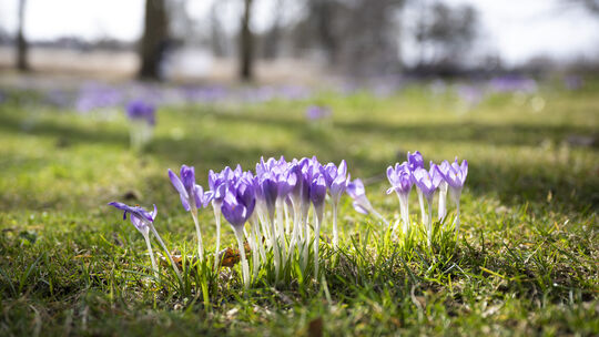 Symbolbild: Das Frühlingswetter begleitet den Rhein-Hunsrück-Kreis bereits seit Anfang März. Kastellaun feiert am Sonntag offizi