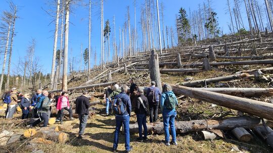 Natonalparkleiter Harald Egidi erklärte, dass auf den Flächen voller abgestorbener Fichten - wie hier direkt am Nationalparkamt