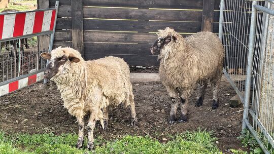 Einige erkrankte Schafe wurden separiert.