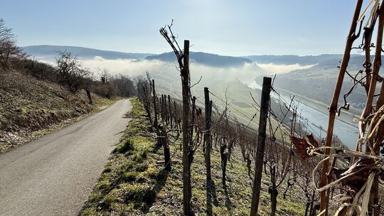 Winzer aus Pünderich und Senheim melden Bedenken an, weil der schmale Wirtschaftsweg über den Marienburgsattel in den neuen Mose