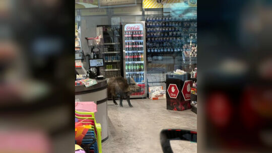 Wildschwein in Einkaufszentrum in Berlin-Köpenick