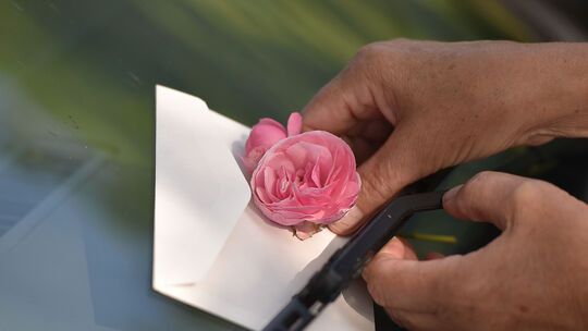 Blumen und Briefe hinter dem Scheibenwischer, nächtlicher Telefon-Terror, ungewollte Besuche: Stalker können ihre Opfer in den W