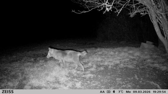 Der Goldschakal auf Wanderschaft in Hoppstädten