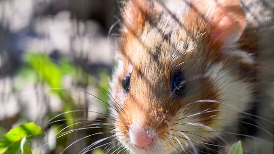 Ein Hamster sitzt auf einem Feld. Ein Hamster sitzt auf einem Feld.