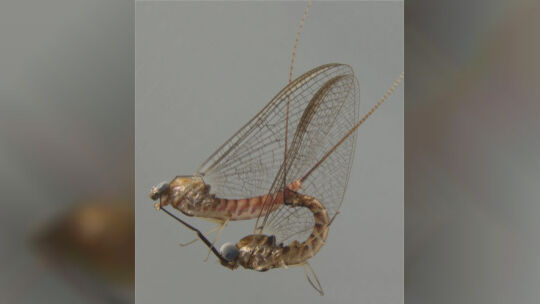 Sexleben von Eintagsfliegen