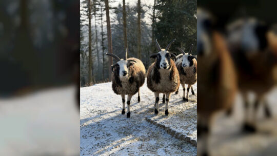 Die Jakobschafe im Schnee: Im Winter haben sie nicht so viele Besucher zu Gesicht bekommen.