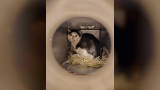 Um die Streunerkatzen behandeln zu können, werden sie in Lebendfallen gefangen.