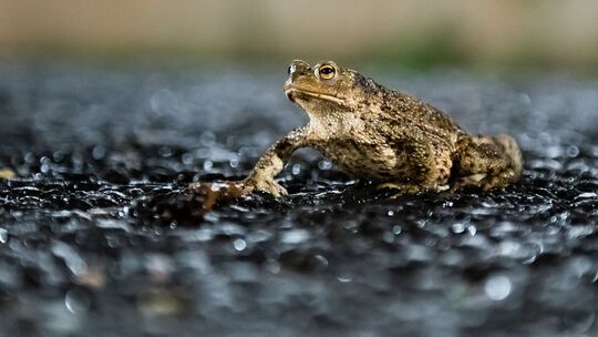 Jedes Jahr sterben Tausende Amphibien auf Straßen während ihrer Wanderung zu den Laichgewässern.