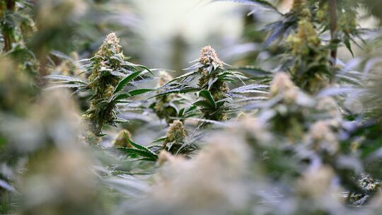 Produktion von medizinischem Cannabis in Sachsen-Anhalt