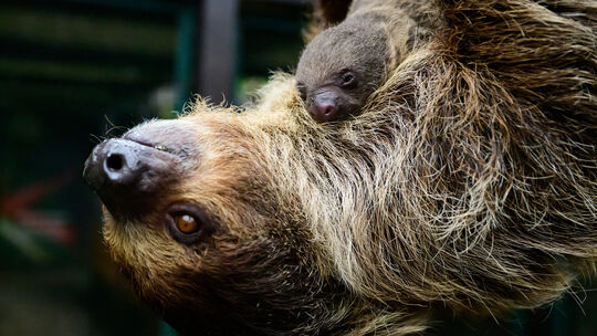 Langsamer als ein Faultier zu sein? Das ist keine schöne Vorstellung.