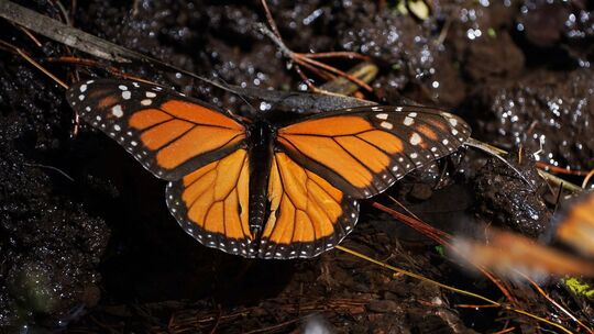 Monarchfalter in Mexiko