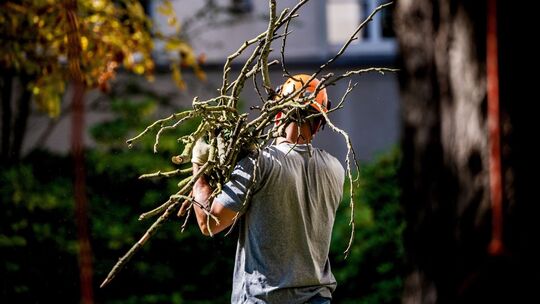 Mann trägt abgesägte Äste Mann trägt abgesägte Äste