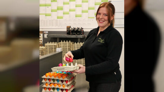 Ostern wirft im Hofladen Ramroth seine Schatten voraus. Svenja Ramroth beim verpacken der bunten Ostereier, natürlich alle von d