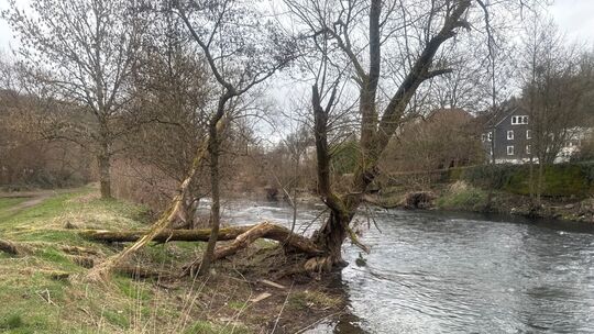Eine kleine Landzunge mit einem Baum ragt nahe des Adolf-Kunze-Turms ein Stück weit in die Sieg. Nach Einschätzung von Spaziergä