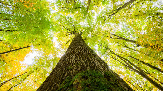 Die Buche (Foto) steht für Westdeutschland, die Kiefer für Ostdeutschland und die Eiche für das wiedervereinigte Deutschland. Ma