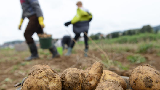 Aus der Landwirtschaft werden erneut Stimmen laut, den Mindestlohn für Saisonkräfte abzusenken. Eine neue Studie soll zeigen, da