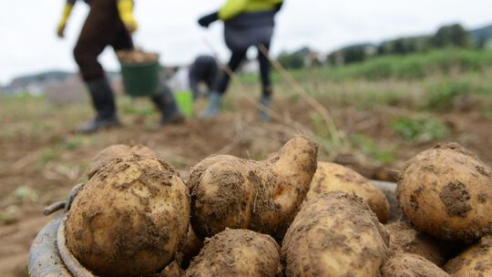 Aus der Landwirtschaft werden erneut Stimmen laut, den Mindestlohn für Saisonkräfte abzusenken. Eine neue Studie soll zeigen, da