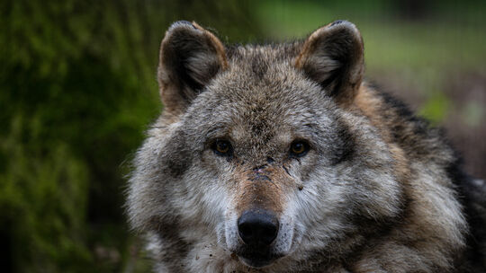 Ein neuer Schadensfall mit einem toten Tier aus einer Damwildherde in Emmerzhausen wird untersucht. War es wieder ein Wolf?