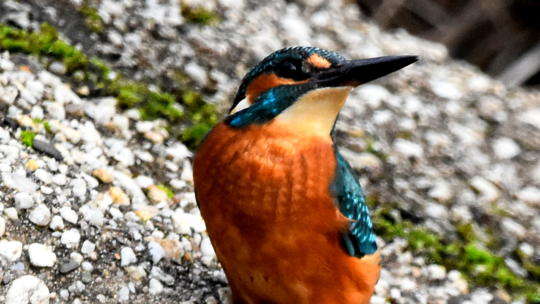Der Eisvogel war schon immer am Wiesensee und im Seebachtal und ist mit dem Ablassen des Sees weitergezogen. Ein Projekt der Leb