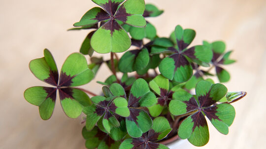 Symbolbild: Die Vereinten Nationen haben den 20. März zum Weltglückstag ernannt, um Glück und Wohlbefinden als fundamentale Ziel