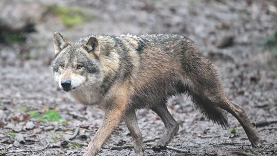 Drei Schafe wurden auf einer Weide in Mammelzen getötet. War ein Wolf der Angreifer? (Symbolbild)