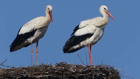 Die Weißstörche haben ihr Nest bezogen. Klaus Huber, Vorsitzender des Vereins SEN Rothenbach, ist überzeugt: Das sind Lotta und