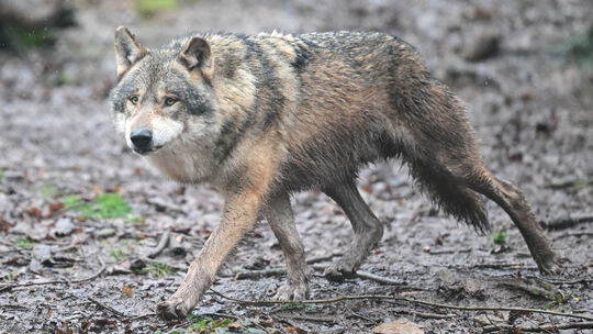 Auf ihren Streifzügen bleiben Wölfe meist unbemerkt. Aber nicht immer.