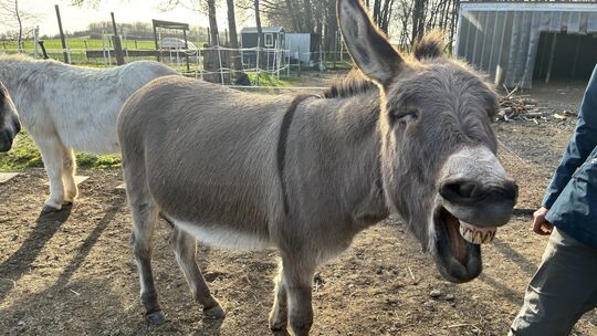 Paul ist wohl der frechste der vier Ahrtalesel von Simone Diestel. Wenn man nicht aufpasst, macht er einem sogar die Schnürsenke