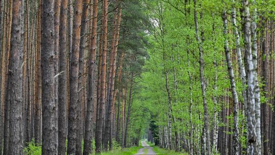 Frühling im Wald Frühling im Wald