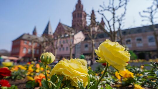 Frühlingsboten in Mainz