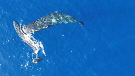 Erstmals gefilmt: Pottwale nutzen Kopf als Rammbock